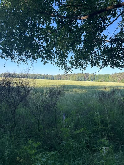 The image depicts a serene natural landscape, likely taken on a clear day under a bright blue sky. On the left, the foreground is dominated by the lush green foliage of a deciduous tree, its leaves casting dappled shadows. The branches of this tree frame the view into the background.
To the right, a vast expanse of tall green grass stretches horizontally across the frame, appearing as a field. In the distance, a dense line of trees, characteristic of a forest, forms a natural boundary. The overall impression is one of a peaceful rural or wilderness setting. There are no people or man-made objects visible, emphasizing the natural beauty of the scene. The light suggests it is daytime, possibly morning or late afternoon, given the gentle lighting on the field. The location context provided, Гудзевіцкі сельскі Савет, Belarus, places this scene within a specific geographical area known for its natural landscapes. The image evokes a sense of tranquility and calm.