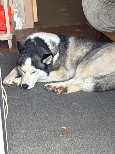 A Siberian Husky dog is sleeping on a dark grey carpet in what appears to be an indoor/outdoor transition area, possibly a porch or entryway. The dog is curled up with its head resting on its paws. In the background, a white shelf unit with red items on it is visible to the left, and a person wearing grey pants is partially visible on the right, seated on a chair. The flooring in the background appears to be wood. The overall setting suggests a residential area.