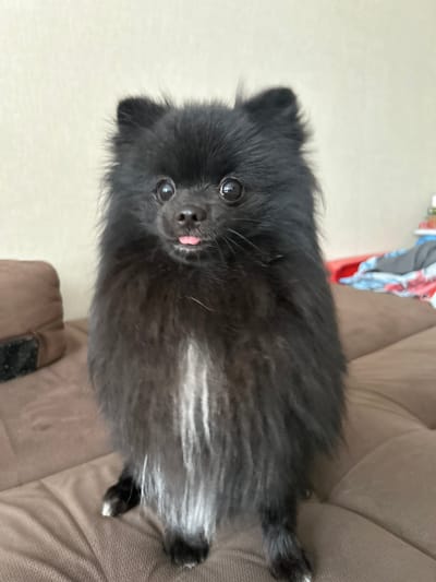 A black Pomeranian dog is sitting on a brown couch. The dog is facing the camera with its tongue sticking out slightly. Its fur is fluffy and its eyes are dark and round. The couch is made of a textured fabric and appears to be in a living room setting. The background is a plain, light-colored wall. There are some blurred objects on the couch behind the dog, possibly blankets or pillows. The image appears to have been taken indoors in a residential environment, likely a living room in an apartment or house. The location is specified as "Солнечный, Russia," but no specific landmarks or identifiable city features are visible in the image.