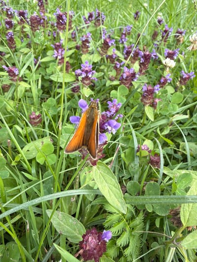 An orange butterfly with brown markings is perched on a purple flower in a patch of grass in Tēraudi, Latvia. The butterfly is in focus, with its wings slightly open. The surrounding area is filled with green grass and more purple flowers. The image is taken from a close-up perspective, highlighting the details of the butterfly and the flora. The lighting appears natural, suggesting it was taken outdoors during the daytime. The overall scene depicts a serene natural environment.