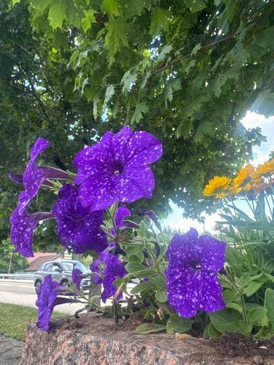 This is a vertical, eye-level, medium shot of purple petunias with white speckles, likely a variety known as "Night Sky" petunias. The flowers are the main subjects, with a few prominent blooms in the foreground and others cascading down. They are surrounded by lush green foliage, with some yellow flowers in the background, possibly dandelions, suggesting an outdoor setting. The petunias are growing in what appears to be a planter or garden bed next to a rough, textured, reddish-brown surface, which could be stone or concrete.
In the background, a paved road is visible, with a light-colored car driving past, partially obscured by the flowers and greenery. A building with a pale roof is also visible behind the car. The sky is visible through the leaves, with bright light and some clouds, indicating it is daytime, likely sunny. The overall impression is one of a vibrant, natural setting, possibly a garden or roadside planting in a residential or public area. There is no visible text in the image. The scene evokes a feeling of natural beauty and tranquility, with the delicate flowers providing a focal point against the backdrop of greenery and everyday life. The specific location of Les Rousses, France, suggests a European setting.