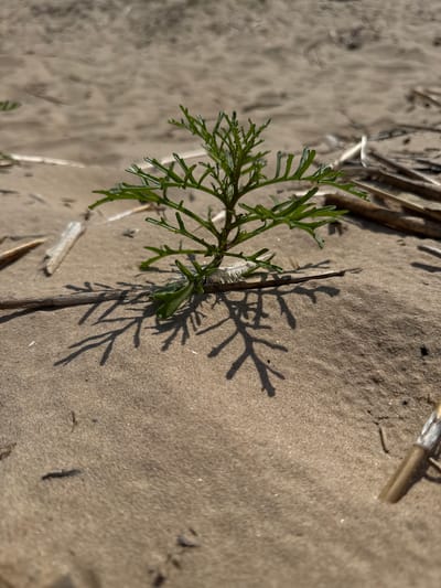 A small, green plant with feathery leaves grows in the sandy soil of Kalngale, Latvia. The plant is casting a detailed shadow on the sand. Scattered pieces of dry grass and twigs are visible on the ground. The lighting suggests it is daytime, with the sun casting sharp shadows. The environment appears to be a natural, possibly coastal, area due to the sand and dried vegetation.
