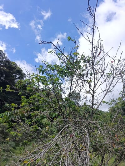 The image presents a vibrant outdoor scene, likely in a natural or semi-natural environment, with Ban Pong, Thailand as the location context. The primary subject is a large tree or dense shrub in the foreground, characterized by a network of tangled, mostly bare branches. Many of these branches are grayish-white, possibly due to lichen growth or age, and are covered with small nodes or buds. Interspersed among these bare branches are clusters of fresh, bright green leaves, indicating new growth or a species that retains some foliage. A few reddish-brown leaves are also visible, suggesting a mix of old and new growth or seasonal changes.

In the background, dense green foliage and trees create a lush, hilly, or mountainous landscape. The upper portion of the image is dominated by a clear blue sky, dotted with fluffy white cumulus clouds, suggesting fair weather during the daytime. No people, animals, or man-made objects are visible, emphasizing the natural setting. The overall impression is one of natural beauty and tranquility, showcasing the resilience of vegetation with its mix of bare branches and burgeoning new leaves under a bright sky.