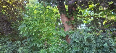 The image depicts a dense natural scene dominated by lush green foliage and the trunk of a large tree. The foliage includes various types of leaves, ranging from broad, serrated leaves to smaller, more ovate leaves. Some leaves are a deep reddish-purple, contrasting with the vibrant green of others. The tree trunk is rough and textured, with a light brown bark. The background shows glimpses of sunlight filtering through the leaves, suggesting an outdoor setting, likely in a park or garden area. There are no people or animals visible in the frame. The overall impression is one of natural growth and abundant greenery.
