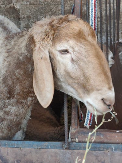 A medium shot captures a close-up profile of a light brown sheep's head and shoulder. The sheep is enclosed in a rustic, metallic enclosure, with weathered metal bars and supports visible. The background consists of a rough, textured wall, possibly concrete or stone. The sheep's fur appears somewhat coarse and speckled with darker brown and grey tones on its shoulder. Its right ear, which is large and floppy, hangs down beside its head. The sheep's eye is a light brown color, and its snout is a lighter shade of tan, with dark nostrils. A small sprig of greenery is positioned near the sheep's mouth, suggesting it is either eating or about to eat. The overall lighting is subdued, contributing to a somewhat muted color palette. No specific landmarks for Arimjan, Kyrgyzstan are discernible in the image, suggesting it is a general agricultural or livestock setting rather than a prominent urban location within the city.