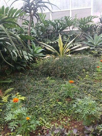 This image displays a dense botanical setting, likely within a greenhouse or cultivated garden, located in Munyati, Zimbabwe. The scene is characterized by abundant green vegetation. In the background, large-leafed plants resembling *Philodendron* are present, along with a tall, slender plant with sparse, elongated leaves, and several smooth-leaved *Agave* species. A prominent variegated succulent, featuring cream and green striped leaves, occupies the midground, surrounded by a dense, dark green, low-growing ground cover. The foreground contains additional ground cover, smaller fern-like plants, and three distinct orange-flowered plants, consistent with marigolds (*Tagetes* species). The upper background reveals a building structure with white, horizontally-aligned panels, suggesting an artificial enclosure. No human or animal subjects are visible.