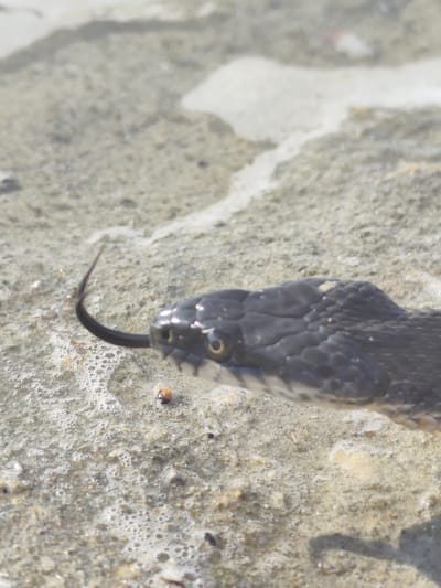 A close-up, eye-level shot shows the head of a dark-scaled snake with its forked tongue flicking out. The snake is positioned on a sandy, wet surface that appears to be near a body of water, possibly the Caspian Sea or a riverbed within or near Saiyn, Kazakhstan. The texture of the ground is granular and interspersed with small pebbles and patches of foam. The lighting suggests it is daytime, with sunlight creating subtle highlights on the snake's scales and casting a shadow on the ground. No people or other animals are visible.