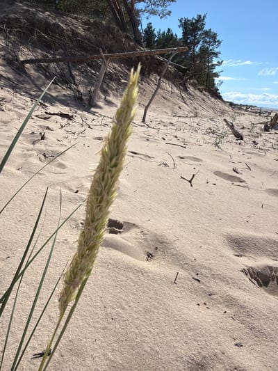 This image depicts a sandy dune environment, likely near the coast, under a bright blue sky with scattered clouds. In the foreground, a single blade of grass or reed, with a feathery seed head, is in sharp focus, suggesting it is the primary subject. The sand is light-colored and textured, with gentle undulations and scattered debris such as small twigs and dried plant matter. In the background, a slope of sand rises, covered with sparse vegetation, including trees, possibly pines, at the crest of the dune. Several weathered branches and posts are visible, some appearing to be part of a crude fence or support structure. Footprints are visible in the sand, indicating human presence. The overall impression is a natural, windswept landscape. The location is identified as Divezeri, Latvia.