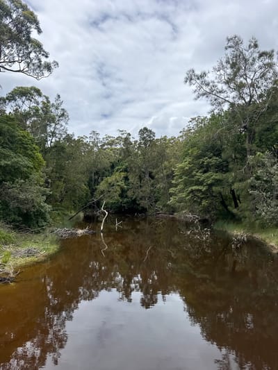 A body of water reflects the sky and a dense forest. The water, tinged brown, mirrors the trees and cloudy sky above. Trees line the water's edge, dense with green foliage. Some branches extend into the water. The sky is overcast with a layer of white and grey clouds.