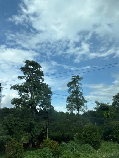 The image depicts a natural scene under a bright, cloudy sky, oriented vertically. The main subjects are two tall trees, one in the foreground and another slightly behind it, reaching towards the sky. Both trees are densely covered in dark green foliage. Power lines are visible stretching across the frame, passing in front of and between the trees, suggesting an inhabited or developed area within a natural setting.
The background is filled with lush greenery, indicating a forested or heavily vegetated area. The sky is a clear blue with scattered white, wispy clouds. The presence of the trees and dense vegetation suggests a location with abundant plant life. The lighting indicates it is daytime, likely morning or afternoon, with no strong shadows visible. The scene evokes a sense of natural beauty and tranquility, potentially with a hint of human infrastructure intersecting with nature. There is no visible text in the image. The location is identified as Ia Bang, Vietnam.