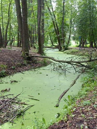 The image depicts a narrow, overgrown waterway in a wooded area, likely a park or nature reserve. The water is covered in a thick layer of bright green algae, giving it a swampy appearance. Several fallen tree branches lie across the water and on the banks, indicating a natural or untamed environment. The surrounding trees are lush and green, with a mix of deciduous and possibly coniferous species. The ground is covered with leaf litter and some sparse vegetation. In the background, a wooden fence or railing is visible, suggesting a path or boundary within the area. There are no people or animals visible in the image. The overall impression is one of a tranquil, albeit somewhat wild, natural landscape. This scene is characteristic of the natural areas found within Konstancin-Jeziorna, Poland, a town known for its spa facilities and surrounding green spaces, including the picturesque Jeziorna Forest.