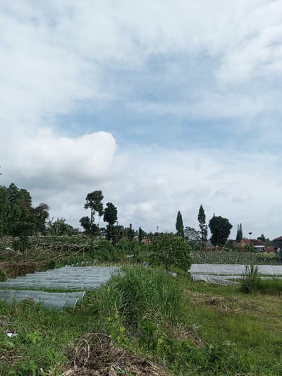 A landscape scene under a cloudy sky shows agricultural activity. Rows of low, covered structures, likely greenhouses, are visible in the foreground among tall grasses and vegetation. In the middle ground, trees and various plants lead to a backdrop of houses with reddish roofs. The sky occupies a significant portion of the image, showcasing a mix of blue patches and thick white and gray clouds.