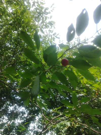 The image depicts a close-up, low-angle view of a cherry tree branch laden with leaves and fruit, set against a bright, overcast sky. A single, ripe red cherry is prominently visible, attached to a thin stem. Other, less mature green cherries are scattered throughout the foliage. The leaves are a vibrant green, with some showing signs of wear or damage, such as small holes. The branches are thin and brown. The overall impression is one of natural growth and the fruit-bearing season. The scene is consistent with a typical rural setting in the Парыцкі сельскі Савет region of Belarus, characterized by its agricultural and natural landscapes. No people or specific structures are visible.