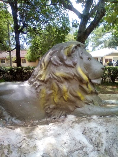 This image, set in South Sakwa ward, Kenya, displays an outdoor scene dominated by a large, recumbent lion statue positioned centrally. The statue is grey with sections of yellow pigment or discoloration on its mane. It rests upon a textured grey base, designed to resemble natural rock. In the background, a line of dense green hedges separates the foreground from two distinct buildings and additional foliage. To the left, a light-colored building with a red-tiled roof, multiple windows, and a double door is partially visible through trees. To the right, a white, single-story building with a dark roofline is present, in front of which several indistinct human figures, some wearing dark clothing, are visible. Large trees with green canopies are scattered throughout the midground and background, casting dappled shadows. The scene is illuminated by bright daylight.