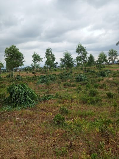 The image captures a natural landscape scene in Dinba, Nigeria, characterized by a cloudy sky and a field of young trees. The trees, likely eucalyptus based on their appearance, are planted in rows across the field, with some branches and leaves piled on the ground, suggesting recent pruning or clearing. The ground cover consists of dry grass and some scattered green vegetation. In the background, distant trees and structures, possibly houses, are visible, hinting at a rural or semi-rural setting. A motorcycle is parked amongst the trees in the mid-ground. The overall atmosphere is overcast and subdued, typical of a cloudy day.