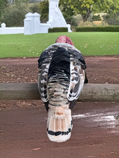 An image captures a turkey perched on a weathered, vertical wooden post, facing away from the camera. The turkey's plumage is a striking mix of black, white, and various shades of brown, with intricate patterns visible on its wing and tail feathers. Its broad tail feathers are tipped with black bands. A hint of its red, warty head is visible near the top left of its body.

To the turkey's left, a vibrant green grassy area stretches into the mid-ground. In the background of this green space, several white architectural elements, possibly parts of a fence or a building, are discernible, with lush trees further behind them. To the turkey's right and beneath the post, the ground is a reddish-brown, appearing to be a dirt path or bare earth. The scene is illuminated by daylight, suggesting an outdoor, possibly rural or estate setting in Drakenstein Nu, South Africa. There is no visible text in the image.