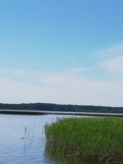 This media file captures a serene daytime scene by a body of water, likely a lake or a wide river, in the vicinity of Перабродскі сельскі Савет, Belarus. The sky is a clear, pale blue with a few wispy clouds scattered across the upper portion, suggesting fair weather.
The foreground is dominated by a calm, rippling expanse of water reflecting the light blue sky. On the right side, a thick growth of vibrant green reeds and tall grasses emerges from the water, creating a natural barrier. These reeds are dense and extend upwards, with some individual stalks and blades clearly defined. In the water to the left of the reeds, several thinner stalks of vegetation are visible, some partially submerged. A small dark object, possibly a piece of driftwood or a small animal, is discernible near the center-left of the water.
In the background, a distant treeline of dark green, dense forest stretches horizontally across the horizon, marking the edge of the land. The water appears to extend beyond this treeline as well, creating a layered effect of water and foliage. The overall atmosphere is one of peaceful tranquility, typical of a calm summer day in a natural landscape. There is no visible text in the image.