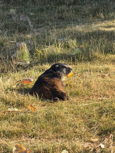 A groundhog is sitting in dry grass, facing left and eating a yellow leaf. The groundhog has dark brown fur with lighter brown highlights and gray around its face and head. The background is a grassy field with scattered dry leaves and some areas of sunlight casting shadows. The scene is outdoors on a sunny day. The location is identified as being in the city of Audun-le-Tiche, France.