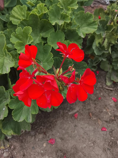 A cluster of vibrant red geranium flowers is in full bloom, their petals slightly unfurling against a backdrop of lush green leaves. The flowers are arranged on thin, reddish stems, with some buds still closed and others fully open, showcasing their delicate texture. In the foreground, the dry, cracked earth is dotted with fallen red petals, suggesting a natural, outdoor setting. The scene appears to be an exterior shot, possibly in a garden or park, with a focus on the natural beauty of the flowers. The image does not contain any discernible features that would specifically place it within the city of Lipcani, Moldova.