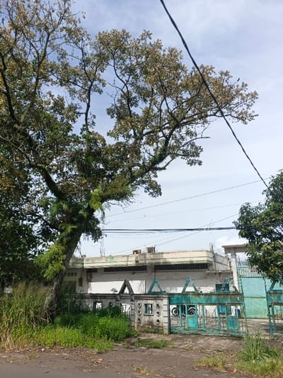 A large, leafy tree dominates the left frame, partially obscuring a white, single-story building behind a turquoise gate. Wild grass and vegetation grow along the ground in front of the gate. The building has a flat roof with equipment visible on top. An electrical wire stretches across the sky from upper right to upper center. Another tree is visible on the right side. The sky is partly cloudy.