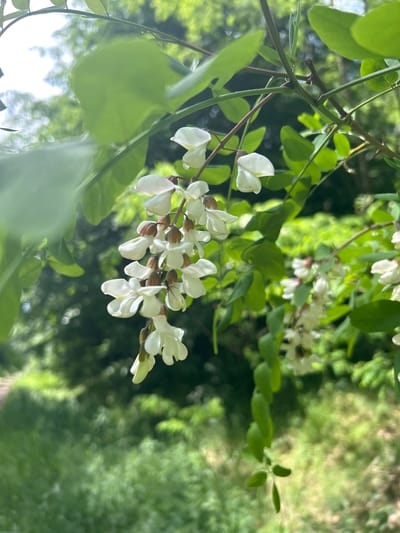 A close-up photograph features a cluster of white flowers, identified as Black Locust (*Robinia pseudoacacia*), blooming on a tree branch. The pendulous raceme consists of approximately a dozen pea-like, creamy-white blossoms, with some exhibiting faint brownish-green hues at their bases. The flowers appear fresh and fully opened. They are attached to a slender, brown woody stem, which also bears bright green, pinnately compound leaves. Small, sharp thorns are discernible on adjacent branches. The scene is illuminated by natural daylight, creating highlights on the petals and foliage. The background is heavily blurred (bokeh), primarily showing dense, out-of-focus green vegetation, indicative of trees and undergrowth in an outdoor, natural environment. Patches of bright, indistinct sky are visible in the upper left. No individuals or man-made structures are explicitly visible. The setting is consistent with a natural area within or adjacent to the city of Piwnice, Poland.