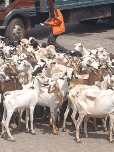 The image portrays an outdoor scene in Matungulu west ward, Kenya, featuring a densely packed gathering of approximately several dozen goats. The goats exhibit varied coloration, primarily white, brown, and black, with some displaying mixed patterns. Notable markings include a distinct reddish-brown 'O' or circular symbol on the right flank of a white goat in the lower left portion of the frame, and dark spots on the legs and hindquarters of another white goat in the lower right. The animals are standing on a paved or hardened ground surface. In the upper background, a male individual is visible, wearing an orange jacket, dark trousers, and a light-colored cap. He holds several white papers or a small notebook in his hands, appearing to observe or manage the animals. Behind him and partially obscured by the goats, a large cargo truck is present, identifiable by its orange cab and light blue cargo bed, with its front wheel and undercarriage visible on the left. The scene is illuminated by natural daylight.