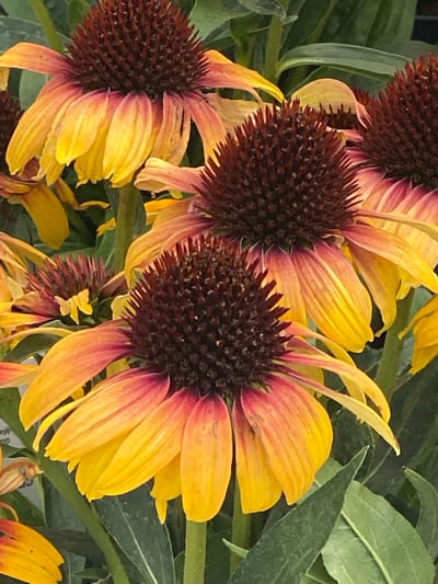 The image shows a close-up, eye-level view of a cluster of coneflower blossoms. The flowers have dark brown, spiky centers and yellow-to-pink petals that droop downwards. The petals are elongated and appear to be fading, with some yellow at the base and a rosy pink at the tips. The green foliage of the plants forms the background. The image appears to be taken outdoors in a garden or park setting. There is no indication of the city of Gablitz, Austria, in the image itself.