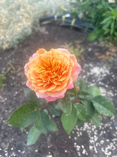 A close-up, slightly out-of-focus shot captures a vibrant orange and pink rose in full bloom. The rose is the primary subject, positioned centrally in the frame. Its petals are tightly packed, creating a lush, layered effect. Surrounding the rose are several green leaves, some showing small white spots. The rose bush is planted in dark soil, which is speckled with small white pebbles. In the background, the scene is blurred, showing hints of other greenery and a dark, ribbed object, possibly a hose or cable, which may be a garden feature. The overall impression is one of a serene garden setting. The location is identified as Dubovoye, Russia.