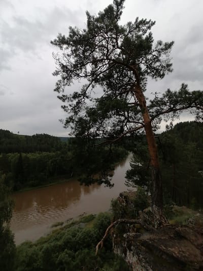 The image depicts a serene natural landscape under an overcast sky. The primary subject is a large, gnarled pine tree, its branches reaching out towards the viewer and silhouetted against the cloudy sky. The tree grows precariously on a rocky outcrop, its roots exposed and clinging to the rugged terrain.
Below the outcrop, a wide, muddy river flows, its surface reflecting the muted tones of the sky and surrounding forest. The riverbanks are densely wooded with a variety of trees, creating a lush, green tapestry that stretches into the distance. The forest appears thick and untamed, suggesting a remote or wilderness setting.
The overall mood is one of quiet contemplation and the raw beauty of nature. The overcast weather contributes to a slightly somber or dramatic atmosphere, enhancing the feeling of solitude. The time of day appears to be late afternoon or early evening, given the subdued light.
The location is identified as Lagerevo, Russia, which is consistent with the imagery of a dense forest and river landscape. There are no visible people, objects (other than the natural elements), or text in the image. The scene is a testament to the enduring power and wildness of the natural world.