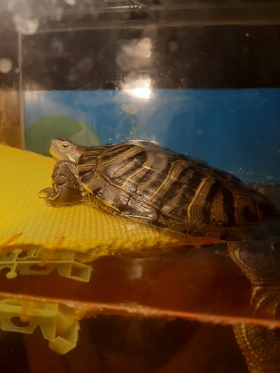 This media file shows a close-up view of a red-eared slider turtle in a clear container. The turtle is positioned on a textured yellow surface, possibly a ramp or basking area within its enclosure. The turtle's shell is visible, displaying its characteristic dark patterns with yellow stripes. Its head is turned to the left, revealing its eye and the distinctive red markings behind the eye. One of its front legs is also visible, with its claws extended. The background of the image is a mix of dark and blue surfaces, suggesting the interior of a terrarium or aquarium. There is a bright light source reflecting off the surfaces, creating highlights. The overall scene suggests the turtle is in an indoor habitat. No people are visible, and there is no indication of time of day, weather, or specific location cues beyond what might be inferred from a typical pet enclosure. No text is visible in the image.