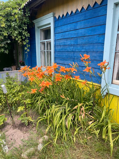 The image shows a cluster of orange daylilies in front of a blue and yellow wooden house. The house has a white-trimmed window to the right, and another window and a door visible on the left side of the frame, partially obscured by green foliage. The house's wooden planks are painted a bright blue on the upper section and a vibrant yellow on the lower section. The roof has decorative wooden trim. The daylilies are in full bloom, with many open flowers and buds on tall green stems. The surrounding area is a mix of green grass and soil, with some smaller plants and a metal stake with a cylindrical object attached. The scene appears to be outdoors, likely in a residential setting within the village of Kalodziezhski, Belarus, given the architectural style and the presence of a garden.