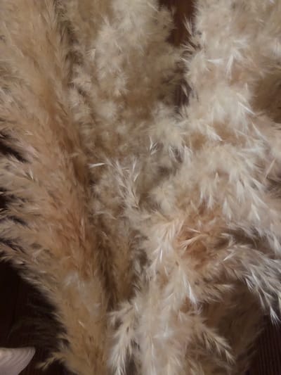 The image is a close-up, top-down view of dried pampas grass plumes. The plumes are a light, sandy beige color with some darker brown undertones in the shadows. The texture is feathery and fluffy, with individual grass stalks visible within the larger plumes. The lighting is warm and diffused, creating a soft focus effect. There are no people or animals visible in the image. The environment appears to be indoors, possibly a home or studio, given the focus on decorative elements. The specific location in Chiatura, Georgia, cannot be determined from the visual information provided.