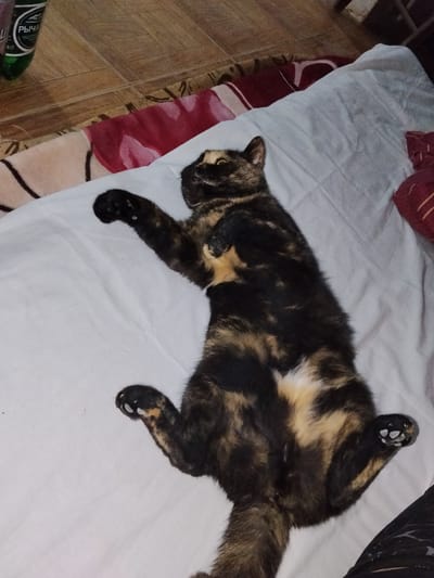 A tortoiseshell cat is lying on its back on a white quilted surface, likely a bed or mattress. The cat's legs are extended upwards, and its paws are visible with white pads. The cat's fur is a mix of black, brown, and orange. The background shows a wooden floor and a partially visible green bottle with Russian writing. The scene appears to be indoors, in a domestic setting, potentially in Dagestanskiye Ogni, Russia.