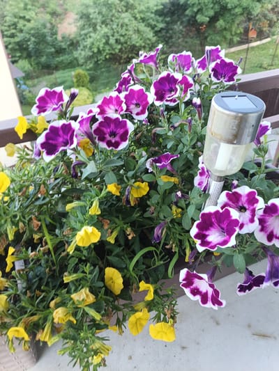 The image shows a close-up of a planter box filled with blooming petunias. The petunias are a mix of vibrant purple with white edges and bright yellow. There are also some wilting yellow flowers and green foliage. A small solar-powered garden light with a silver top and clear plastic casing is visible among the flowers. The planter appears to be on a balcony or railing, with a brown railing in the foreground and a blurred background of trees and greenery, suggesting an outdoor setting. The light suggests it is daytime. The presence of the planter box and railing indicates a domestic or residential setting, likely in a suburban or urban environment. The overall impression is one of a well-maintained garden or balcony display. There is no visible text in the image.