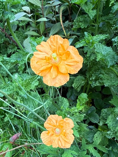 Two bright orange poppy flowers are in focus against a background of lush green foliage. The top flower is larger and closer to the viewer, while the bottom flower is smaller and positioned below it. The petals of the poppies appear delicate and crinkled, with a cluster of stamens in the center of each bloom. The surrounding leaves are varied in shape and texture, some appearing ruffled and others smoother. The overall impression is one of a vibrant and natural garden scene. The image does not contain any identifiable landmarks or indicators of a specific city, including Залесье Снт, Russia.