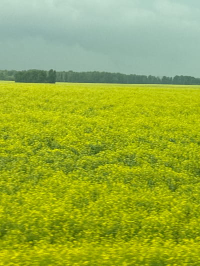 A wide shot captures a vast, blurry field of bright yellow flowers under a hazy, overcast sky. A dark line of trees forms a distant horizon against the muted, greyish-blue sky. The focus is on the expanse of yellow, suggesting it could be a rapeseed or mustard field. The image appears to be taken from a moving vehicle, given the motion blur, which is common in the agricultural regions surrounding settlements like Покровское, Russia.