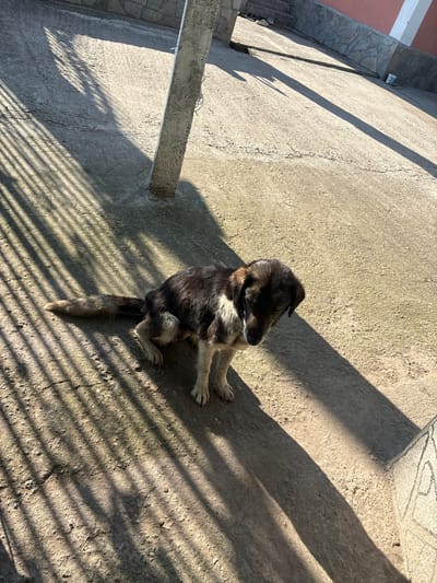 The image captures a medium-sized dog, primarily dark brown and black with tan and white markings, seated on a textured concrete or dirt surface in Radievo, Bulgaria. The dog is positioned with its head lowered and turned slightly to its left, facing downwards. Its tail extends horizontally behind it on the ground. Strong sunlight illuminates the scene, creating prominent, elongated shadows. Parallel striped shadows, consistent with a fence or grate, fall across the ground on the left side of the frame. A concrete or stone post is visible in the upper-middle, casting a long, distinct shadow to the right. In the background, a stone-faced wall and a building with a reddish-pink exterior and white trim are partially visible. The ground appears rough and uneven. No human figures or active interactions are observed.