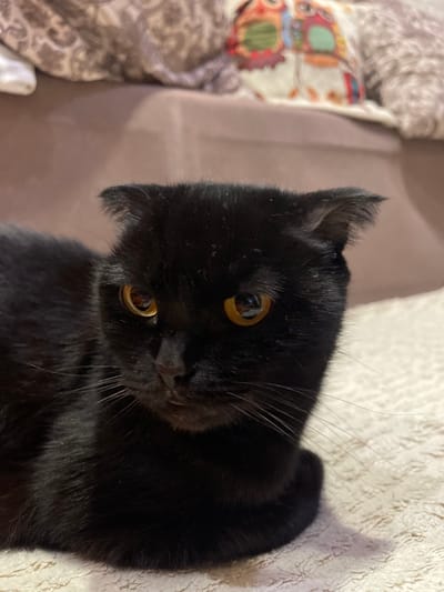 An image captured in Trudovoi, Russia, depicts a black Scottish Fold cat lying prone on a cream-colored, textured textile surface. The cat's body is oriented towards the left of the frame, with its head turned slightly forward. Its characteristic folded ears are visible. The cat has prominent golden-yellow irises with reflections of the immediate surroundings. Long, light-colored whiskers extend from its muzzle. The background is blurred, showing a segment of a muted brown upholstered furniture item, possibly a sofa or chair. Above and behind this furniture, a decorative pillow with a colorful owl pattern is visible, along with another patterned textile. No human presence is observed.