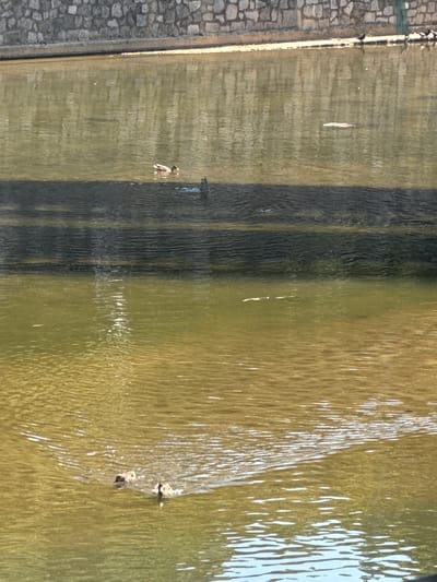 The image depicts a section of the Onyar River in Girona, Spain. A stone wall forms the embankment on the upper left side of the frame, with a lighter-colored ledge running horizontally just above the water's surface. A dark, shadow-like structure, possibly a bridge or overhang, is visible across the middle of the water. Several ducks are present in the river. In the upper part of the water, a single duck is swimming. Lower down, closer to the foreground, two adult ducks and at least two ducklings are swimming together, creating ripples in the water. The water is a murky, greenish-brown color, reflecting the sunlight and the stone wall. Small white objects are scattered on the water's surface. The overall impression is of a natural scene within an urban setting.