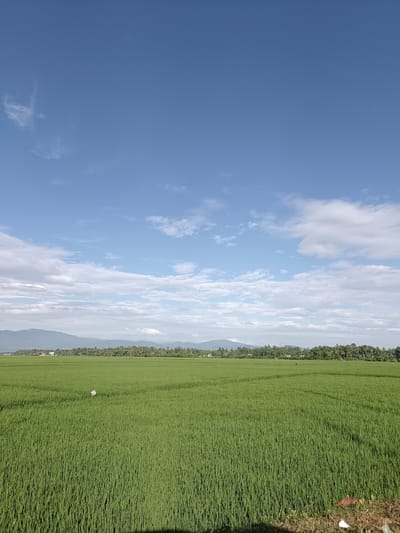 In the city of Blang Lilue, Indonesia, a vast expanse of vibrant green rice paddies stretches towards a distant treeline and mountains under a bright blue sky dotted with fluffy white clouds. The sun casts a gentle light over the scene, highlighting the uniform texture of the rice stalks. In the middle ground of the paddy, a solitary scarecrow stands guard, a small, white figure amidst the lush greenery. Further in the distance, a lone individual is visible, seemingly engaged in work within the fields. The image captures a tranquil rural landscape, typical of the agricultural beauty found in Blang Lilue.