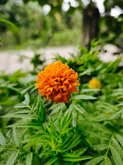 In Teumpokteungku, Indonesia, a single vibrant orange flower, appearing to be a marigold, is centrally positioned in sharp focus. The flower exhibits numerous tightly packed, ruffled petals in various shades of orange. It is surrounded by dense green foliage with pinnately compound leaves, some of which show small water droplets, indicating recent precipitation or dew. The leaves in the immediate foreground and midground are partially in focus, while the background is rendered with a shallow depth of field, displaying indistinct blurred green vegetation. A lighter, out-of-focus area suggestive of a path or structure, and a vertical dark shape resembling a tree trunk, are visible in the upper background. No individuals or specific activities are present within the frame.