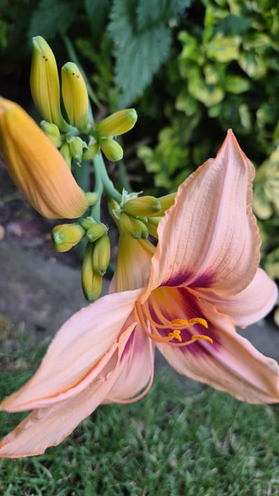 This is a close-up, high-angle, shallow depth of field shot of a peach-colored daylily in Dissen am Teutoburger Wald, Germany. The flower is in the foreground, with its petals unfurling. Several green buds are visible on a stem to the left of the flower. The background is a blur of green foliage and grass. The lighting is natural, suggesting it was taken outdoors during the daytime. There are no people or animals in the image. The overall scene depicts a garden setting.