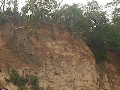 The image displays a steep, eroded natural cliff face or riverbank, rich in earthy tones of brown, tan, and reddish-brown soil and rock formations. The upper section of the cliff is densely covered with trees and lush green foliage, whose exposed root systems are prominently visible, clinging to the unstable ground and stretching downwards over the bare cliff face. These roots are a notable feature, showcasing the trees' struggle to maintain purchase on the eroding slope.

The cliff itself exhibits varied textures, with layers of compacted soil and rock, suggesting a history of geological processes and ongoing erosion. Patches of smaller green vegetation are also seen growing on ledges and crevices along the cliff. The overall scene suggests a tropical or subtropical environment, consistent with the provided location context of Puloblang, Indonesia.

No human subjects, animals, or man-made objects are visible in the frame. The lighting indicates it is daytime, with a soft, diffused light, possibly under an overcast sky or at an angle that minimizes harsh shadows. No specific activities or events are depicted beyond the natural processes of erosion and plant growth. There is no visible text in the image.