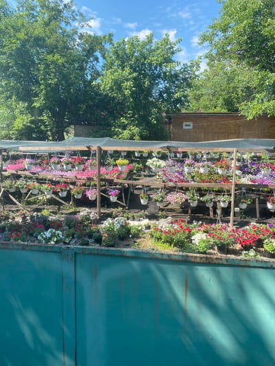 A vertical, eye-level, outdoor, full shot captures a vibrant flower stall under a bright blue sky with scattered clouds, set in the city of Orlivshchyna, Ukraine. A tall, weathered teal metal fence dominates the foreground, its surface marked by streaks of rust and dappled with shadows from unseen trees. Behind the fence, a rustic wooden structure displays an abundance of flowering plants. Tiered wooden shelves, covered by a dark green mesh tarp, hold numerous white hanging baskets overflowing with colorful petunias and other blooming flowers in shades of pink, purple, red, white, and yellow. Below the shelves, more potted flowers are arranged on the ground, creating a dense carpet of blossoms. In the background, the lush green foliage of mature trees frames the scene, with a simple, light-brown building with a small white-framed window visible behind them. The overall impression is one of a flourishing garden or nursery, bathed in the warm light of a sunny day.