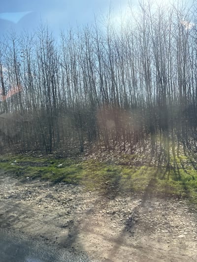 The image displays an outdoor scene in Senokos, Bulgaria, depicting the edge of a deciduous forest or woodland under a clear, bright blue sky. A dense stand of leafless trees with slender, dark-toned trunks and branches occupies the majority of the background and midground. The ground beneath the trees is covered with a layer of dry, fallen leaves. Immediately in front of the treeline, a strip of green grass is visible, containing scattered debris, including several pieces of white plastic litter. The foreground consists of an unpaved surface composed of dirt, gravel, and small stones, showing variations in texture consistent with a dirt road or shoulder. Bright sunlight, emanating from the upper right, casts distinct, elongated shadows from the trees across the grassy and unpaved areas. Sun glare is prominent in the upper right quadrant and a smaller instance in the upper left. No human figures or active subjects are visible within the frame.
