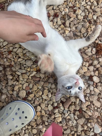An overhead shot captures a white cat with striking blue eyes lying on its back on a gravel surface. The cat's fur has patches of grey tabby markings on its head and tail. A human hand, with a silver ring on one finger, is positioned near the cat's chest, seemingly petting it. In the bottom left corner, a light grey Croc shoe is visible. The background consists of numerous small, light-colored rocks and a few scattered dry leaves, suggesting an outdoor setting. The scene appears to be in Torreblanca, Spain, likely a garden or patio area.