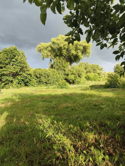 An eye-level shot captures a sunlit grassy field in Mokshan, Russia, bordered by lush green trees and foliage. The sky above is a mixture of dark, ominous clouds and lighter patches, hinting at an impending storm. The sunlight casts a dappled shadow across the grass in the foreground, highlighting the varied textures of the green blades and the presence of weeds. In the middle ground, a winding path cuts through the vegetation, leading the eye towards a dense line of bushes and trees that forms a natural hedge across the landscape. A large, broad-leaved tree with a full canopy stands prominently in the center of the frame, its leaves illuminated by the sun. The overall impression is one of a tranquil, natural setting on the outskirts of the city, just before a change in weather.
