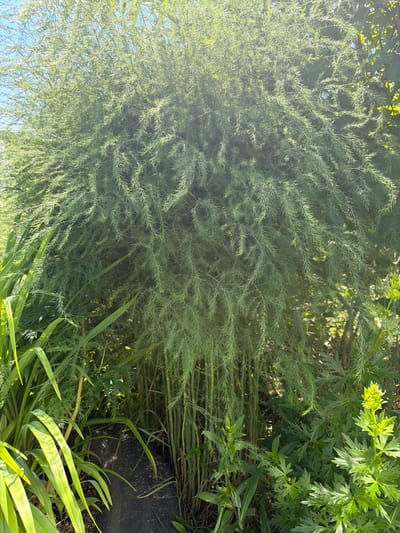 The image shows a large, bushy green plant with fine, feathery foliage that cascades downwards. The plant appears to be in a garden setting, with other greenery and a black tire visible at the base. Sunlight filters through the leaves, creating a bright, dappled effect. The background shows hints of other plants and a bright blue sky. The scene is located in the city of Karachino, Russia.