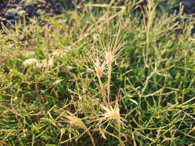 The image shows a close-up view of dry grass stalks and green grass in a natural outdoor setting. The dry grass stalks are light brown and spiky, with some appearing fuzzy. They are interspersed with vibrant green grass blades, creating a textured and somewhat wild appearance. The background is blurred, suggesting a shallow depth of field, and consists of dark, granular material, possibly soil or gravel, and more out-of-focus green foliage. The lighting suggests it is daytime, with the sun casting a warm glow on the scene. There are no people or animals visible in the image. The image does not provide any specific indicators of its location within Ledrada, Spain.