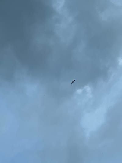 A single bird, appearing to be a stork, is captured in mid-flight against a backdrop of overcast, blue-gray clouds. The bird is silhouetted against the sky, its wings spread wide in a graceful arc. The cloud formations are varied, with some areas appearing wispy and translucent, while others are dense and darker, suggesting a moody, possibly approaching weather event. The overall lighting is dim and diffused, typical of a cloudy day. There are no other discernible objects or people in the frame. The image composition focuses solely on the vast expanse of the sky and the solitary presence of the bird.